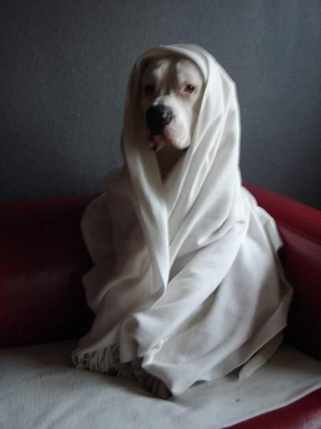 Amerikansk bulldog Chico - Leger Beduin billede 15