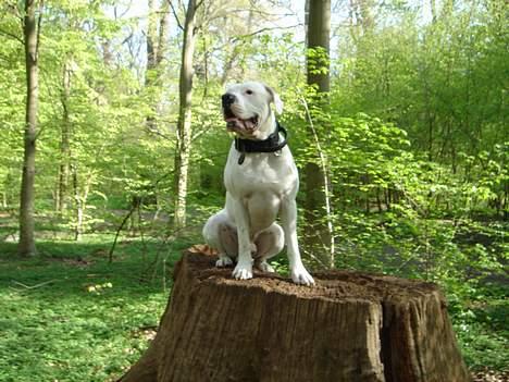 Amerikansk bulldog Chico - Prøver og holde udkig over hele skoven billede 16