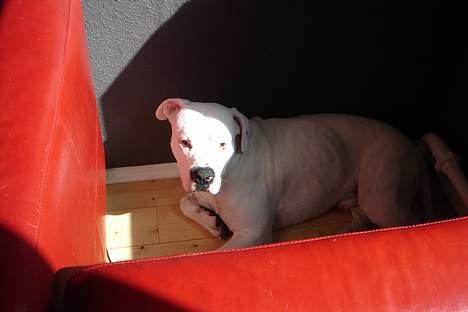 Amerikansk bulldog Chico - Chico er gået i skammekrogen :) billede 17