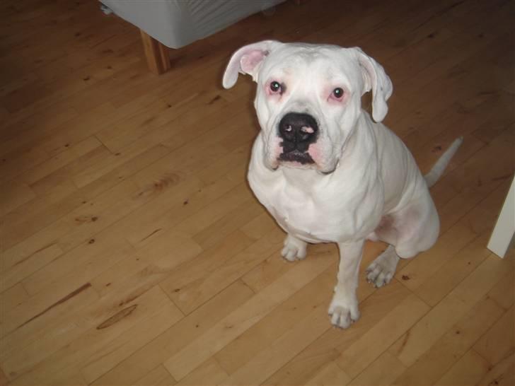 Amerikansk bulldog Chico - Iiiih solen er dejlig varm billede 18