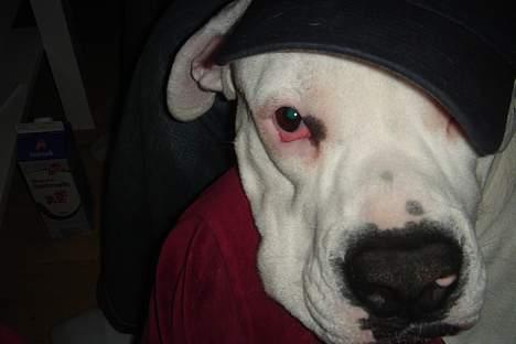 Amerikansk bulldog Chico - Mor er fjollet billede 19