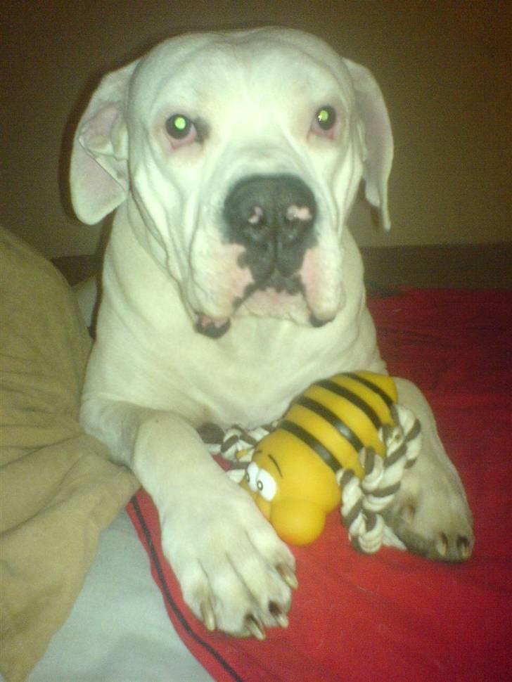 Amerikansk bulldog Chico - gider ikke flere billeder nu, farvel billede 20