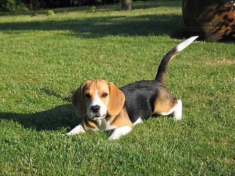 Beagle Molly billede 12