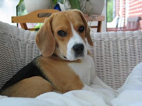 Beagle Molly billede 13