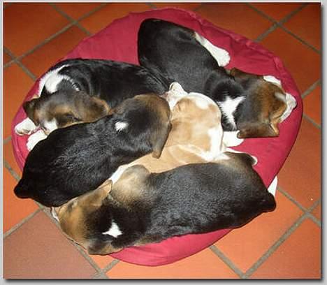 Beagle Molly - Molly med alle hendes søskende billede 14