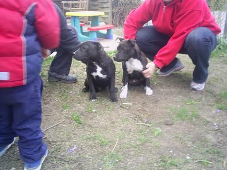 Staffordshire bull terrier Gismo - min søster zizou kom lige forbi os... billede 15