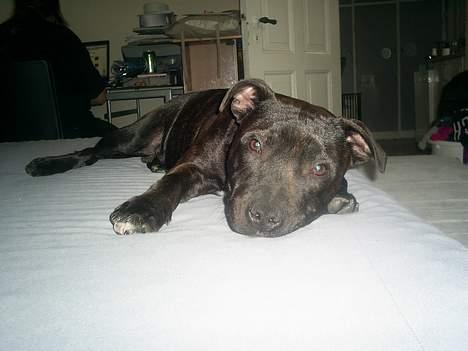 Staffordshire bull terrier Gismo billede 16