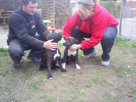 Staffordshire bull terrier Gismo - min søster og mig.. billede 17