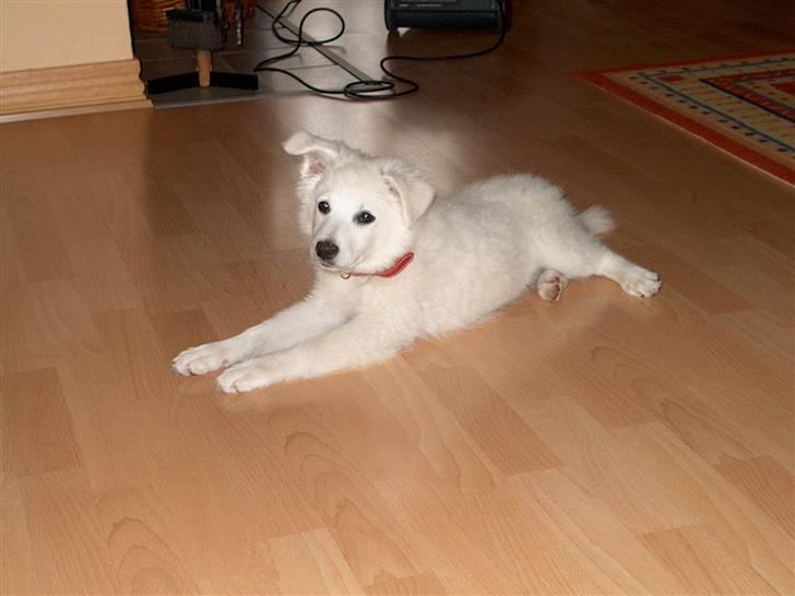 Dansk Spids Luna - Da hun var hvalp. Hun var så sød dengang :D billede 18