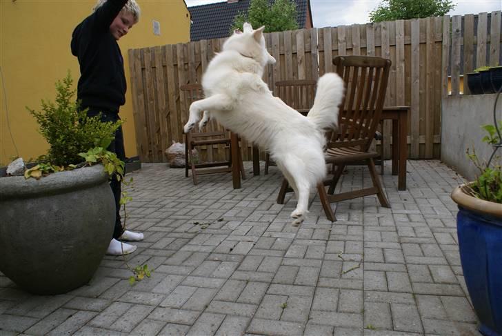 Dansk Spids Luna - Luna og Mathias leger på terassen ;D billede 19
