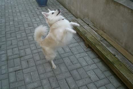 Dansk Spids Luna - 15.06.07 - HOP ! XD billede 20