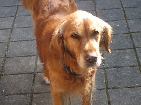 Golden retriever Vuffi - Min lillen basse-mand <33 billede 1