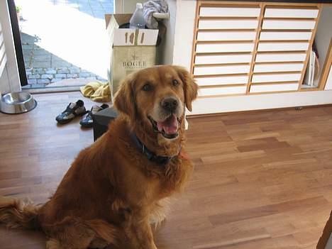 Golden retriever Vuffi - hejsa Liv :D billede 3