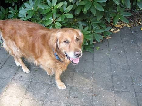 Golden retriever Vuffi - Dav Dav.. :) billede 4