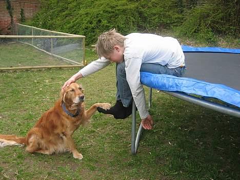 Golden retriever Vuffi - Vuffi & min bror... hvor er de søde (*: billede 5
