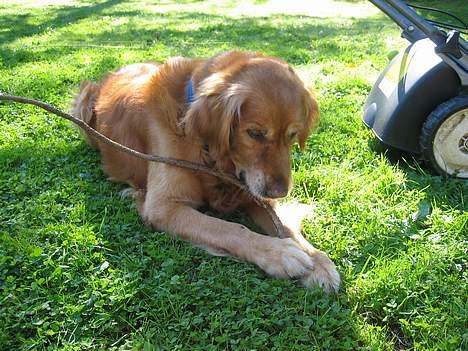 Golden retriever Vuffi - Vuffi leger med Bambus.. :p billede 6