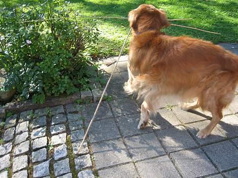 Golden retriever Vuffi - jeg fik dem bare først. :) billede 7