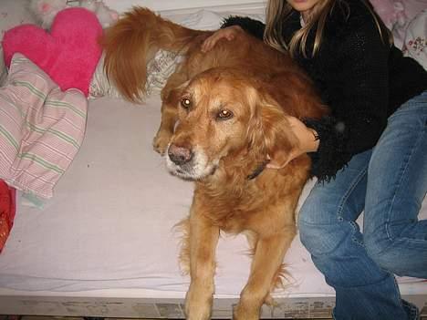 Golden retriever Vuffi - Os 4 -ever<33 billede 8