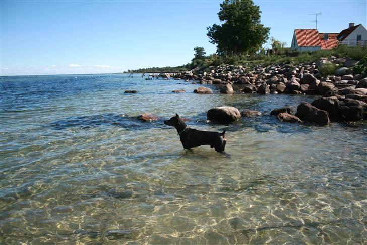 Dobermann Tarzan - Den lille havhund  2008 billede 12