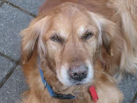 Golden retriever Vuffi billede 9