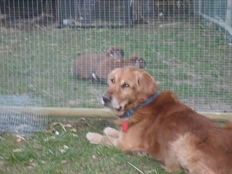 Golden retriever Vuffi - " Chip & Chap er mine to gode venner.. (:" billede 10