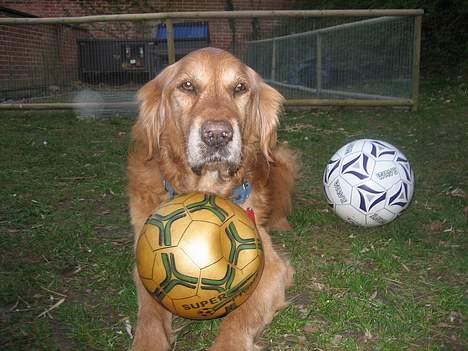 Golden retriever Vuffi - fodboldt mestern,, ;P billede 11