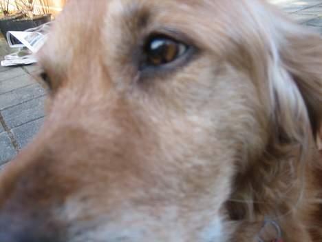 Golden retriever Vuffi - Vuffi<3 billede 12