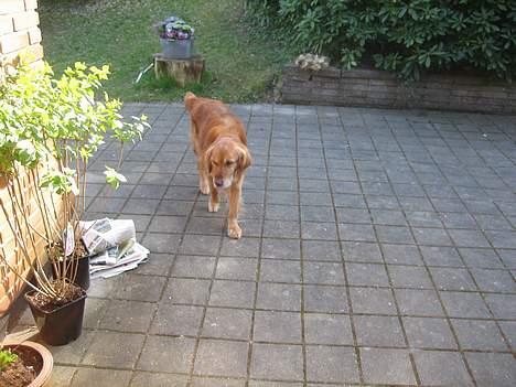 Golden retriever Vuffi - jeg er træt billede 13