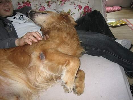 Golden retriever Vuffi - nå man ikke kæler ham bliver han irretert på en sød måde, hved at tage hovedt tilbage og kigge på en.. :D  billede 14