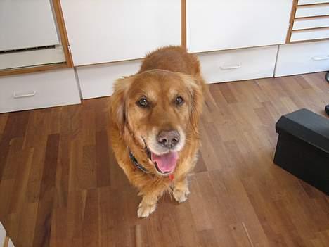 Golden retriever Vuffi - sidt... :) billede 15