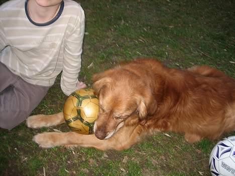Golden retriever Vuffi - min fodboldt ikke din Jonas billede 16