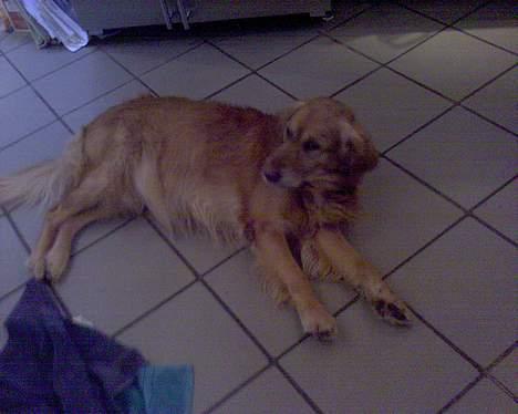 Golden retriever Vuffi - min dejlige skatter-mand billede 17