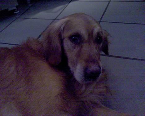 Golden retriever Vuffi - uhh en hår dag...! billede 18