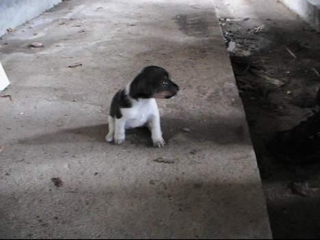 Dansk svensk gaardhund Tumle - Tumle 5 uger gammel billede 20