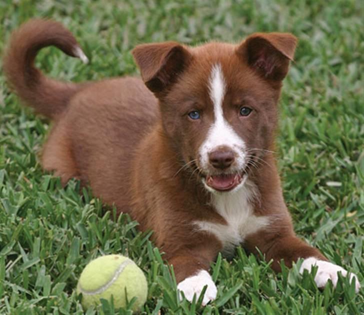 Blanding af racer Cody - Hej billede 1