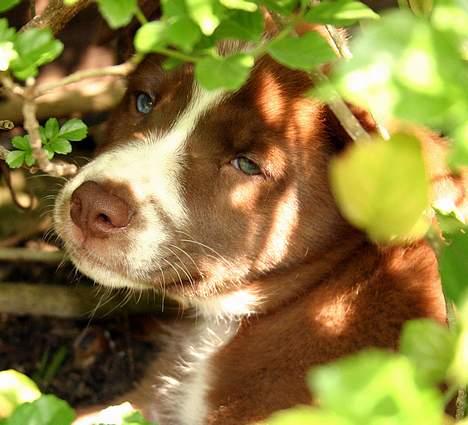 Blanding af racer Cody - stor tak til moster for billed billede 2