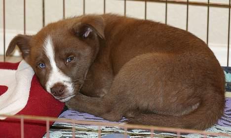 Blanding af racer Cody - er lidt træt nu.. billede 3