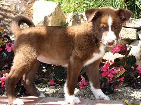 Blanding af racer Cody billede 4