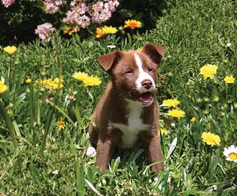 Blanding af racer Cody - mit fave billed af hende billede 5