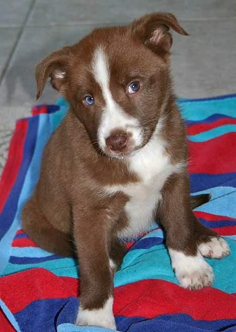 Blanding af racer Cody billede 6