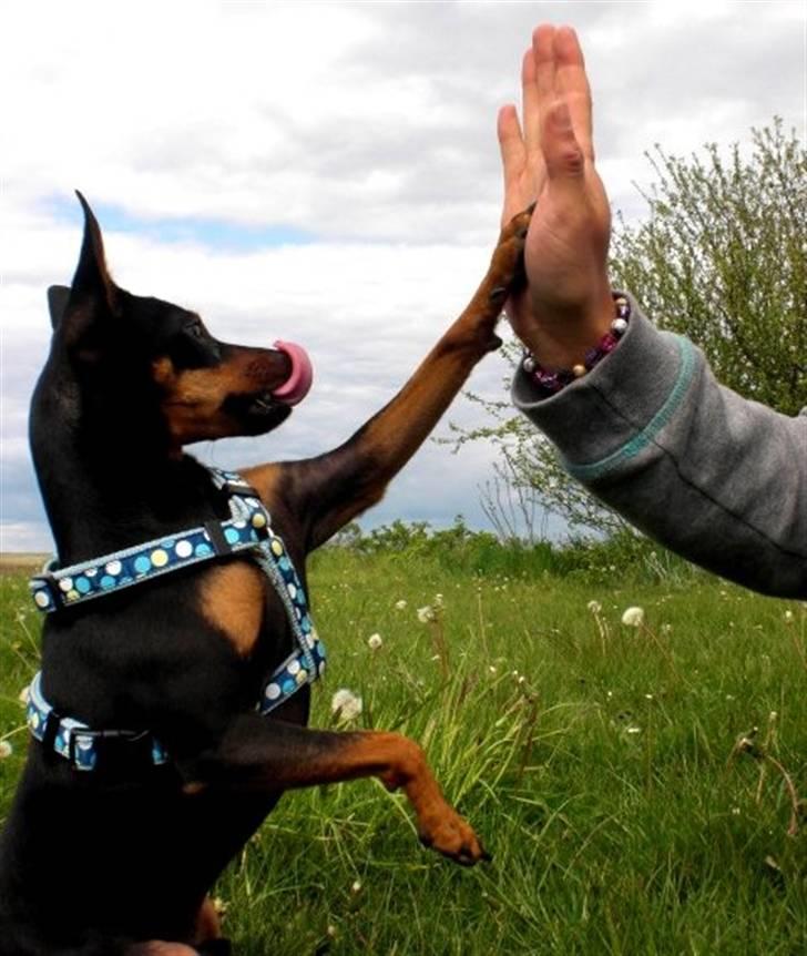 Dvaergpinscher King  † R.I.P - High 5 ( 2009) billede 14