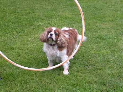 Cavalier king charles spaniel † Debbie † - hmm , ? Skal jeq mon hoppe iqennem ? :D billede 16