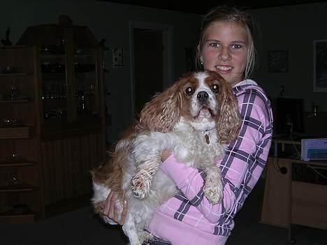 Cavalier king charles spaniel † Debbie † - Vi er som skabt for hinanden ! <33 billede 17