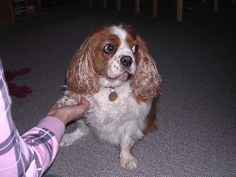 Cavalier king charles spaniel † Debbie † - ... billede 18