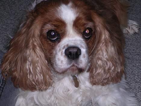 Cavalier king charles spaniel † Debbie † - Ser jeq iik uskyldiq ud ? ;) billede 19