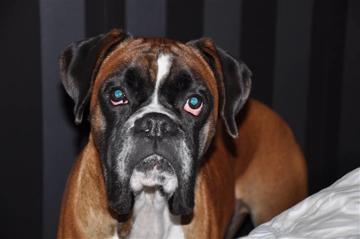 Boxer Qato billede 1