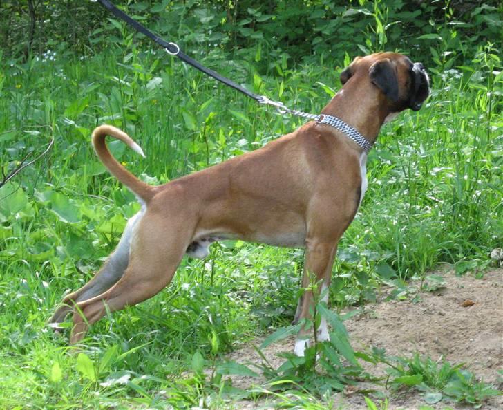 Boxer Qato billede 2