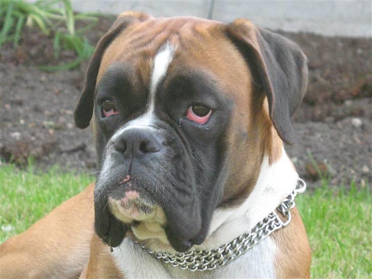 Boxer Qato billede 3