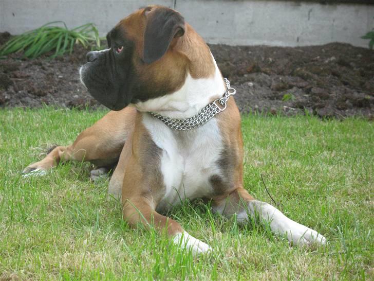 Boxer Qato billede 4