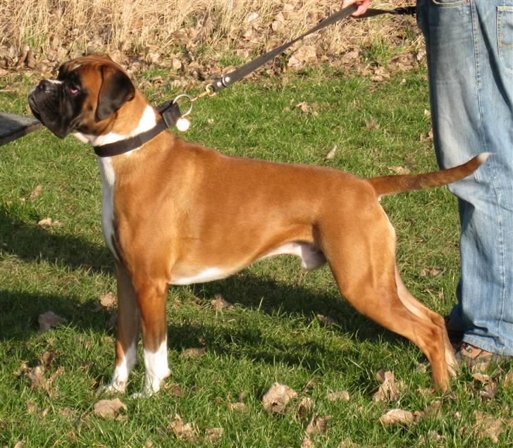 Boxer Qato billede 5